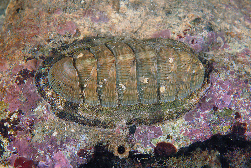 Chiton olivaceus